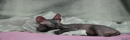 Sphynx gatti in vendita: Cucciolo sphynx  - Annuncio 1