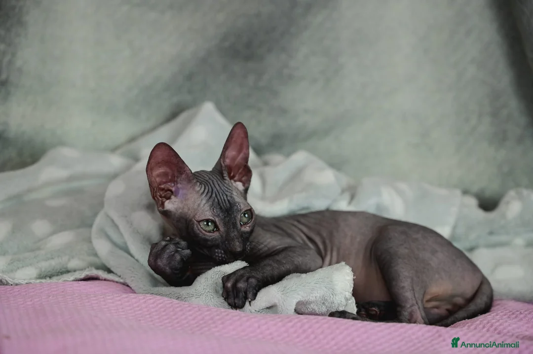 Sphynx gatti in vendita: Cucciolo sphynx  - Annuncio 1