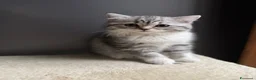 British gatti in vendita: gattini British & Scottish fold - Annuncio 18