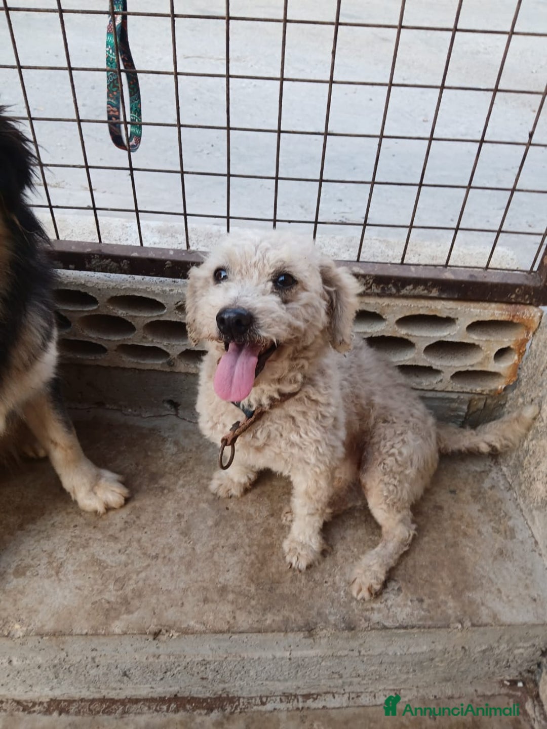 Maltese cani in regalo: Lola, una piccola maltese - Annuncio 4