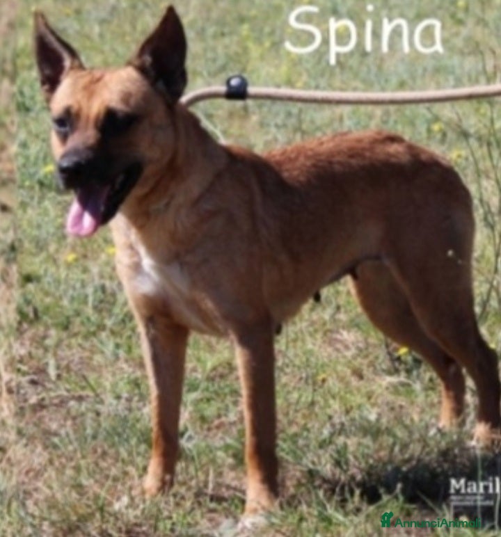 Meticcio cani Spina pastorina in miniatura adulta kg10 SOS ROMA a Città metropolitana di Milano - Annuncio 8