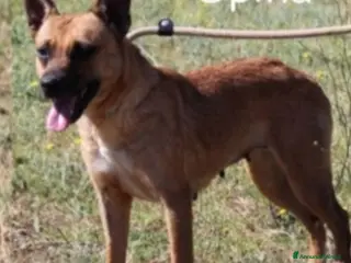 Meticcio cani Spina pastorina in miniatura adulta kg10 SOS ROMA - Annuncio 6