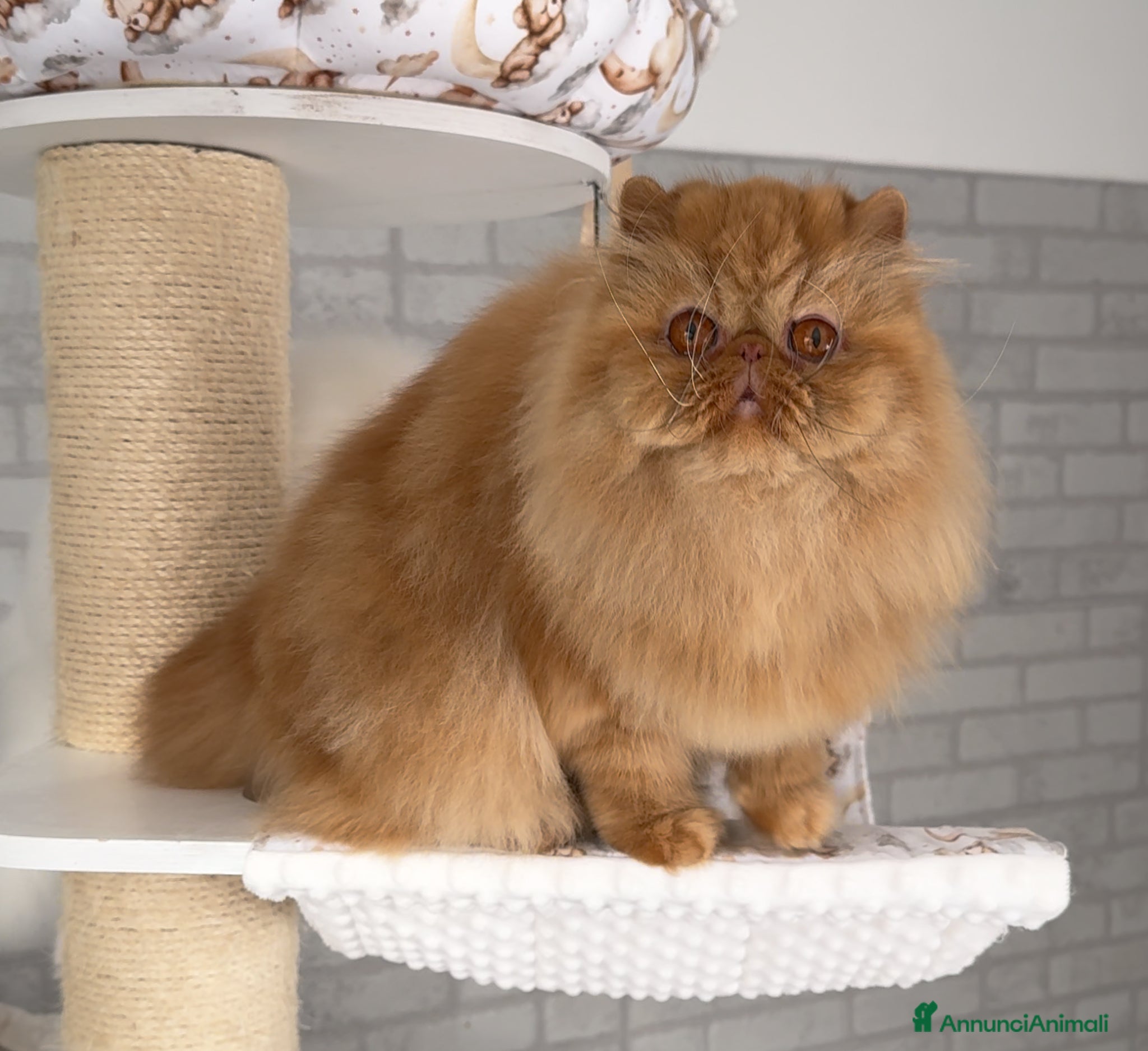 Persiano gatti in vendita: AnnaRita Orchidea - Annuncio 9