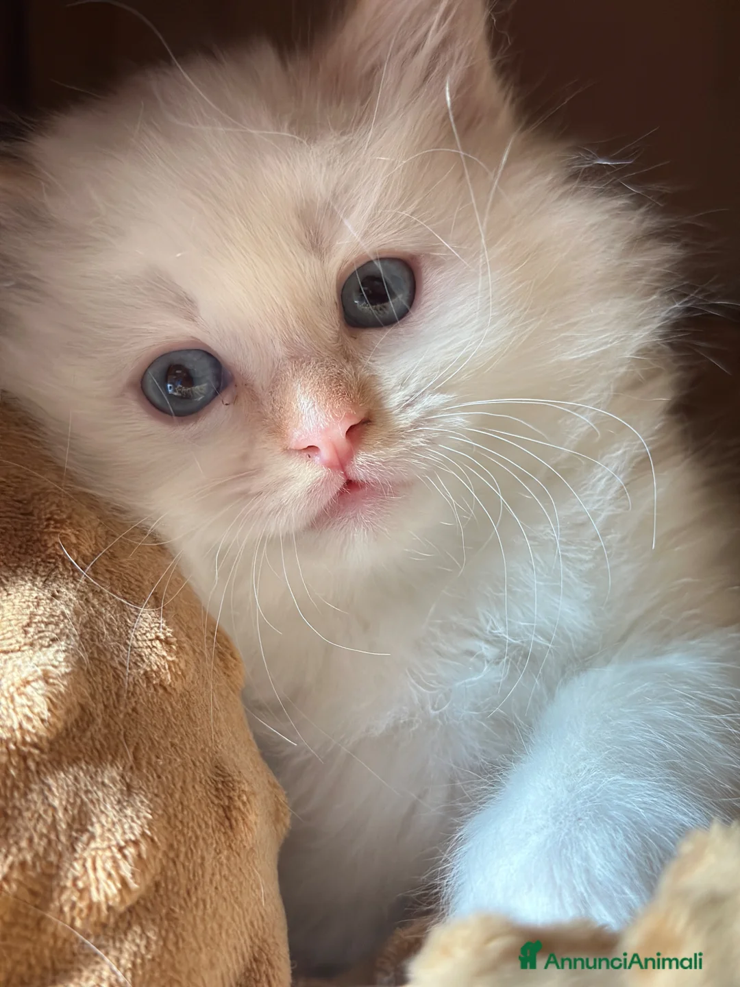 Ragdoll gatti in vendita: Ragdoll maschietti Red e Seal con pedigree - Annuncio 1