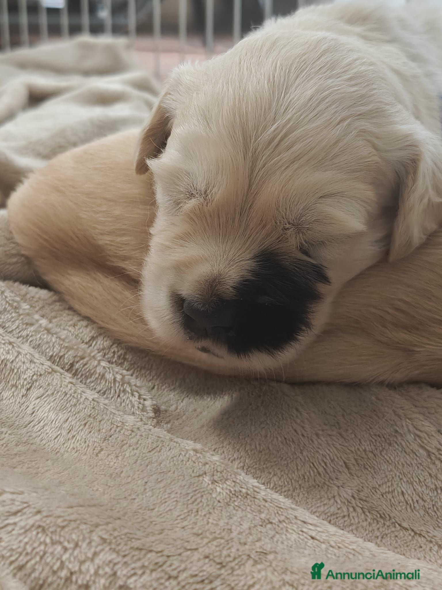Golden Retriever cani Cuccioli golden retriever  - Annuncio 1
