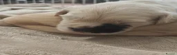 Golden Retriever cani in vendita: Cuccioli golden retriever  - Annuncio 1
