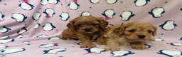 Cavapoo cani in vendita: Cavapoo cuccioli - Annuncio 10