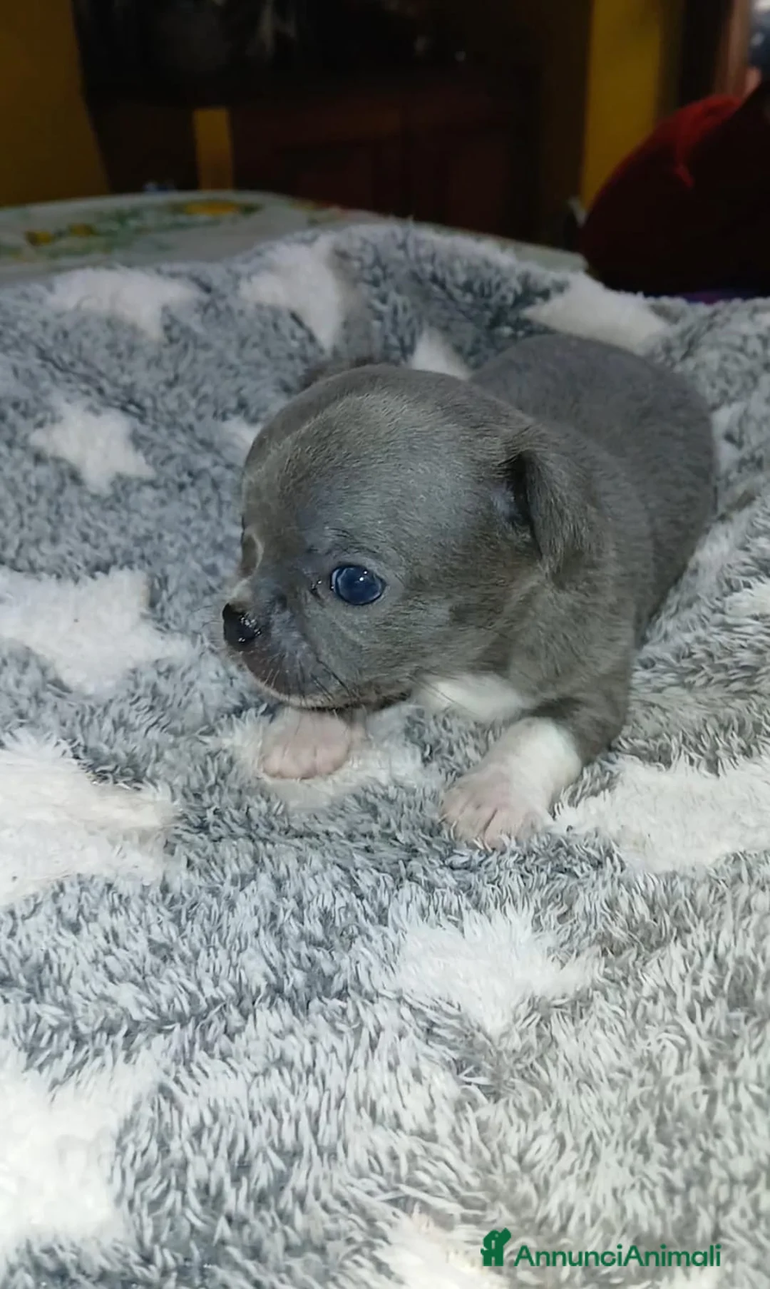 Chihuahua cani in vendita: Cuccioli chihuahua toy occhi azzurri - Annuncio 1