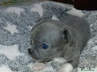 Chihuahua cani Cuccioli chihuahua toy occhi azzurri - Annuncio 1
