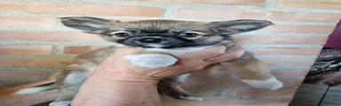 Pepe