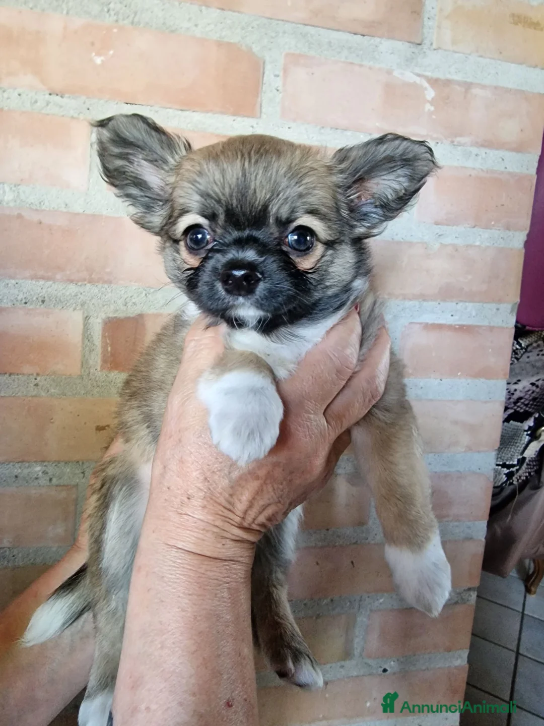 Chihuahua cani in vendita: Splendidi chihuahua fulvi genitori sani e italiani - Annuncio 15