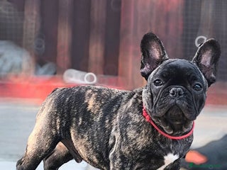 Bulldog Francese cani Cucciolo di bulldog francese maschi - Annuncio 32