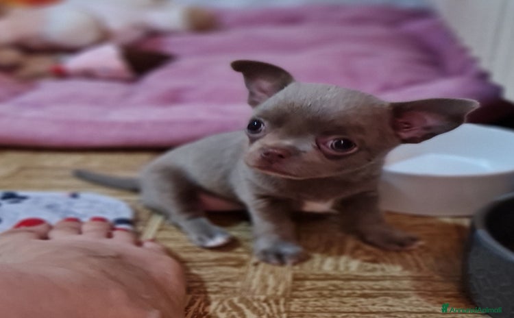 Chihuahua cani a Provincia di Biella - Annuncio 18