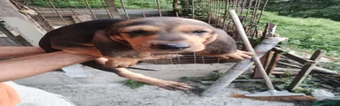 Segugio 1