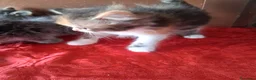 Persiano gatti in vendita: Simil Persiani  a Città metropolitana di Roma Capitale - Annuncio 6