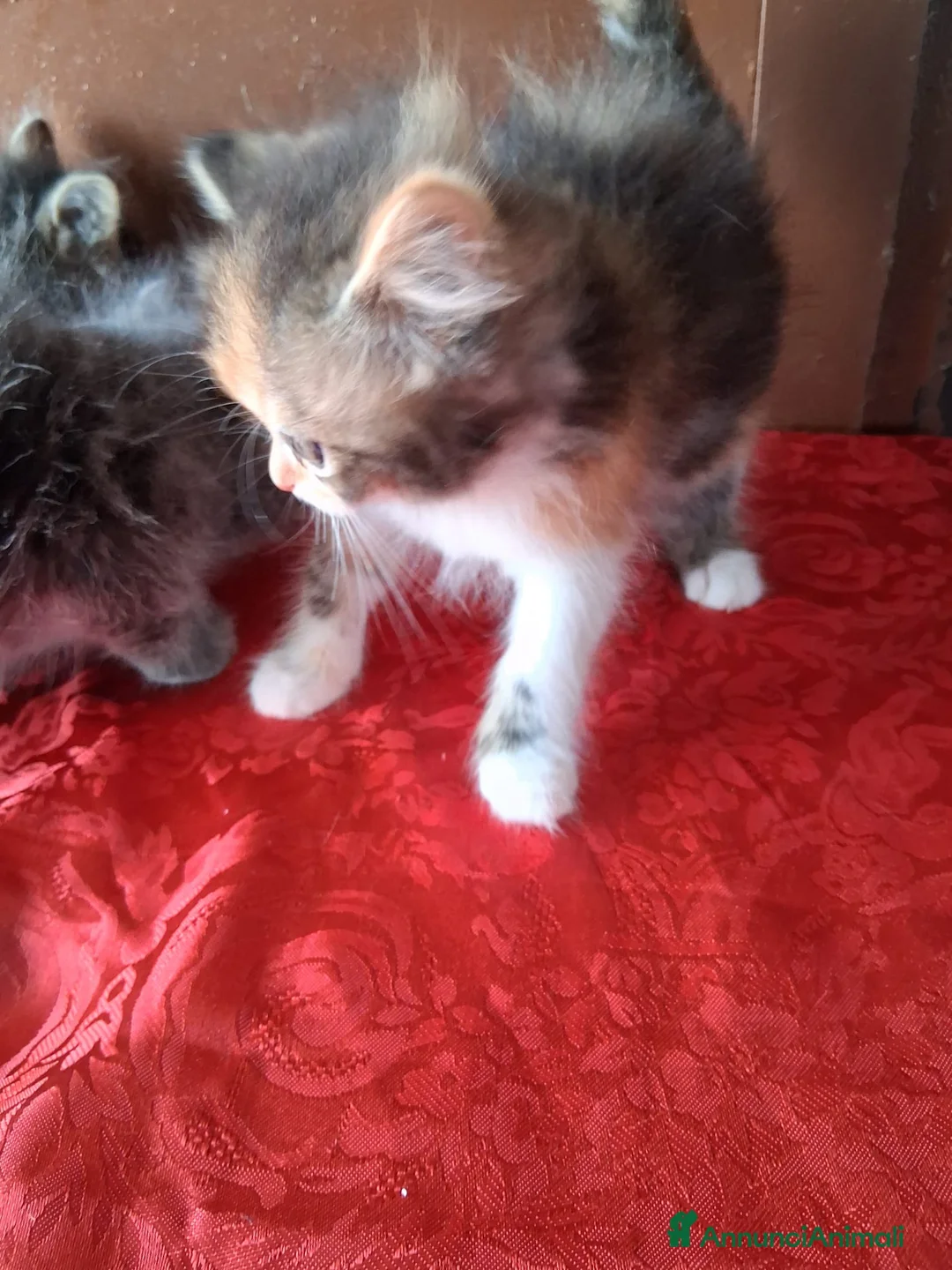 Persiano gatti in vendita: Simil Persiani  a Città metropolitana di Roma Capitale - Annuncio 6