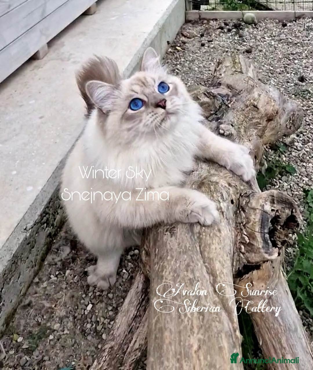 Immagine della galleria {{count}}