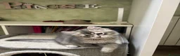 Siberiano gatti in vendita: Ultimo cucciolo Siberiano pedigree ENFI  - Annuncio 7