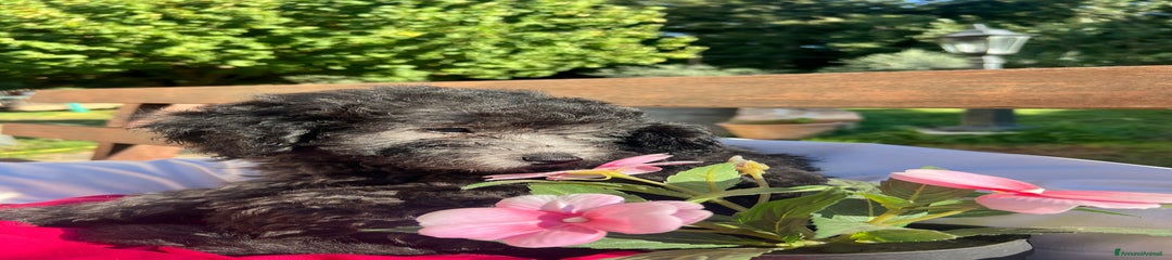 Barboncino Cucciolo 1