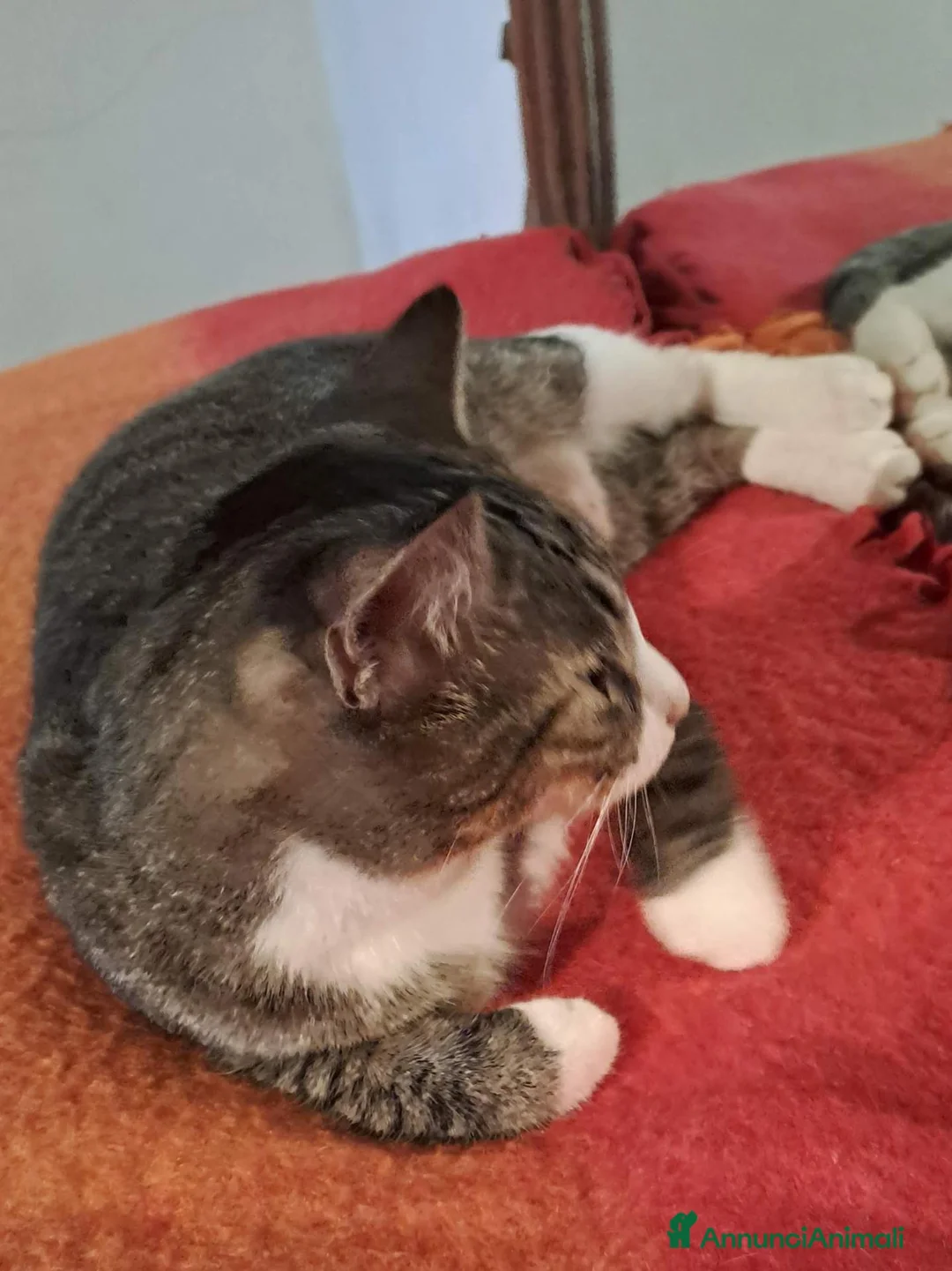 Europeo gatti in regalo: Cucciolotti di gatto  - Annuncio 2