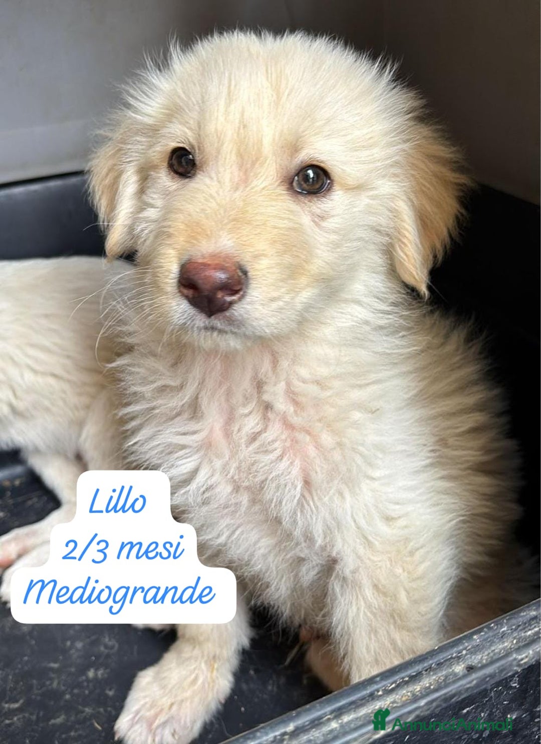 Meticcio cani in regalo: Adozioni cuccioli Da salvare  - Annuncio 2