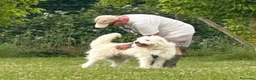 Meticcio cani in regalo: CAMILLO: TRADITO DA CHI AMAVA  a Provincia di Ferrara - Annuncio 5