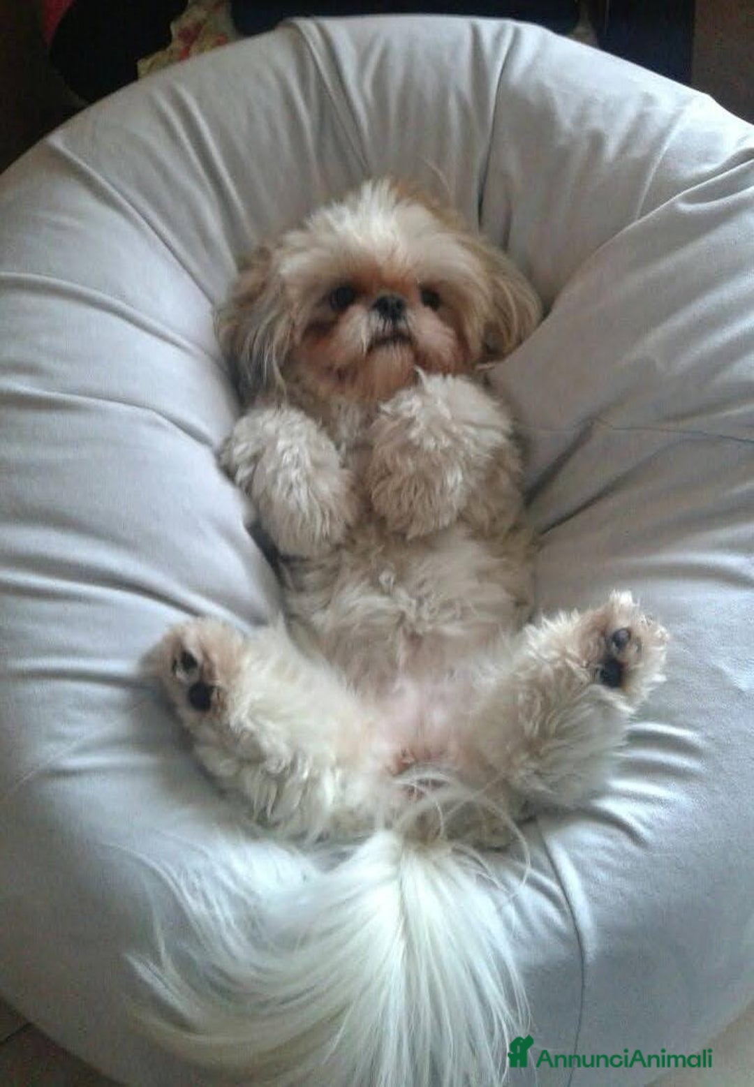 Immagine della galleria {{count}}