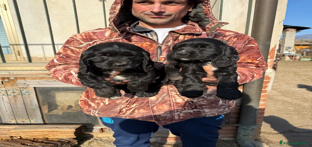 Immagine della galleria {{count}}