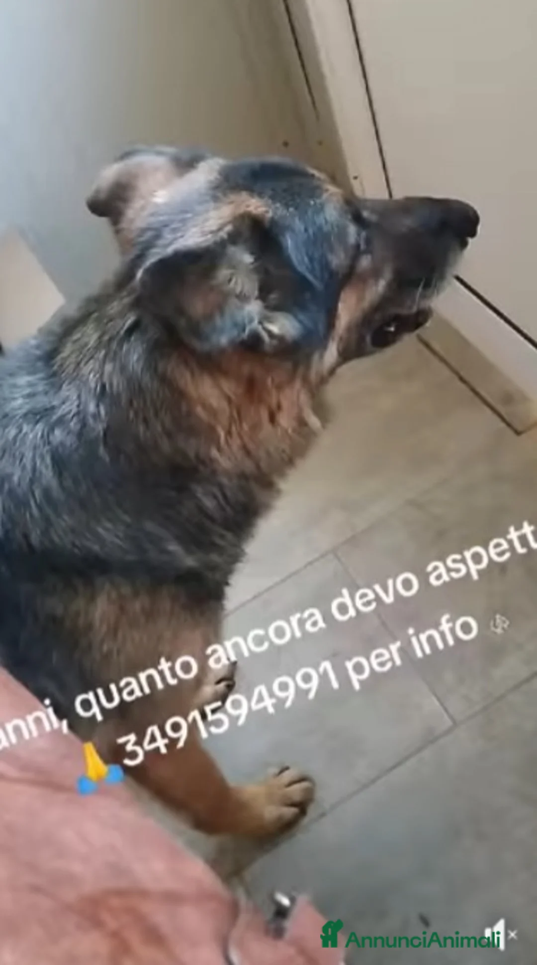 Pinscher Tedesco cani in regalo: Pastore Tedesco 9anni si sta spegnendo in boxSICIL a Città metropolitana di Milano - Annuncio 4