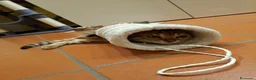 Bengala gatti in vendita: Gattina Bengala di 9 mesi - Annuncio 7