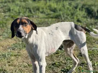 Meticcio cani TWIST vagava in cerca di cibo! - Annuncio 24