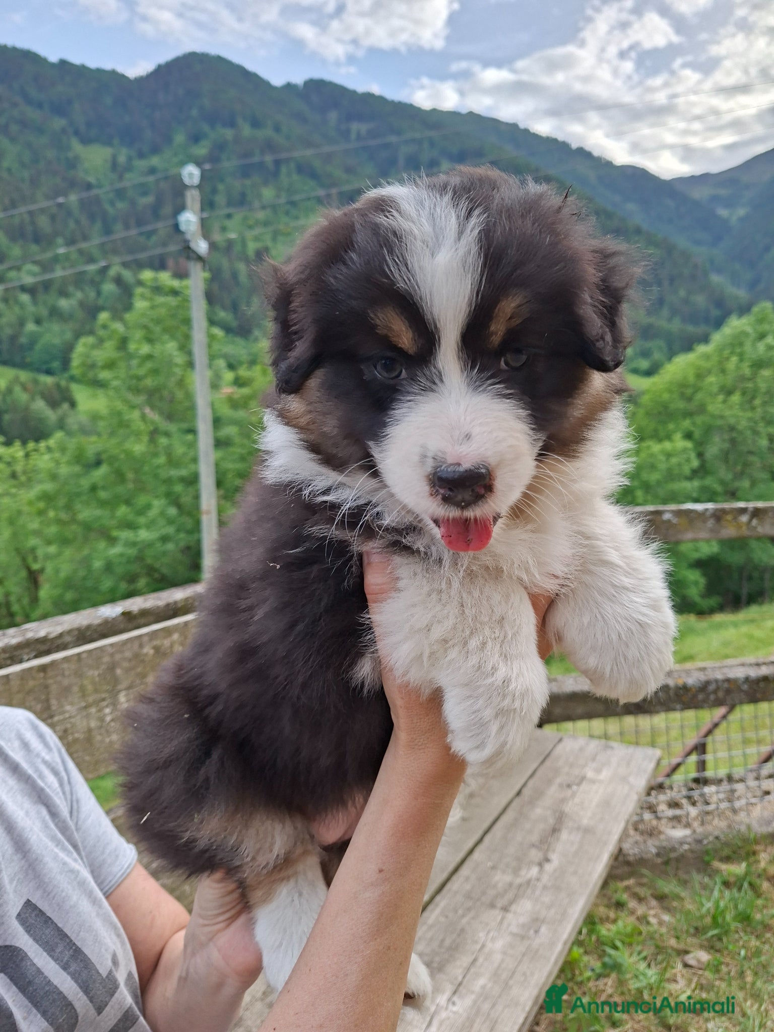 Australian Shepherd cani in vendita: Cucciole blacktricolor nbt - Annuncio 10