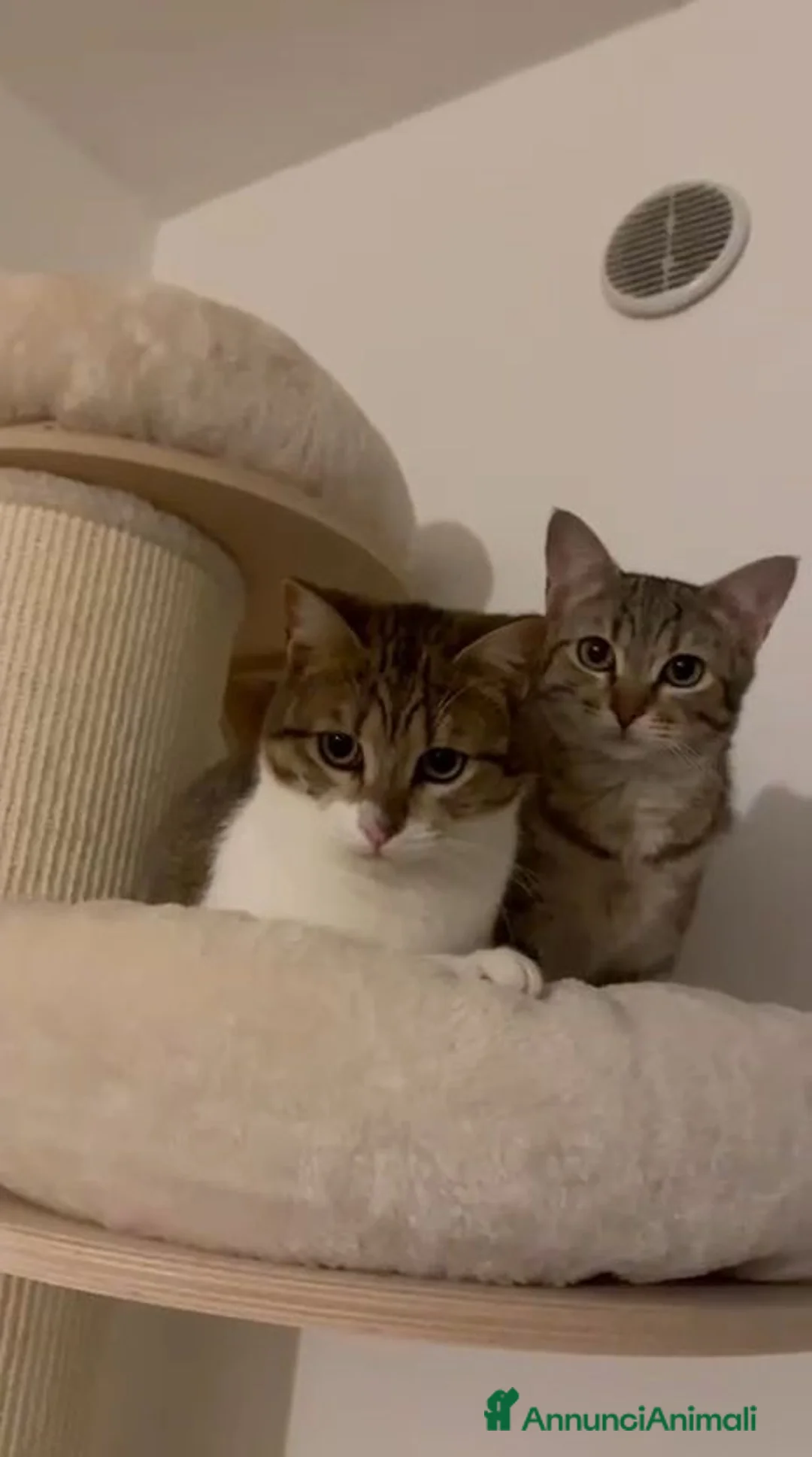 Altre razze gatti in regalo: GATTINE DATE VIA DALLA LORO FAMIGLIA  a Provincia di Pistoia - Annuncio 7
