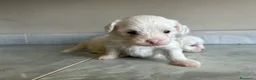 Maltese cani in vendita: Vendo maltesi - Annuncio 19