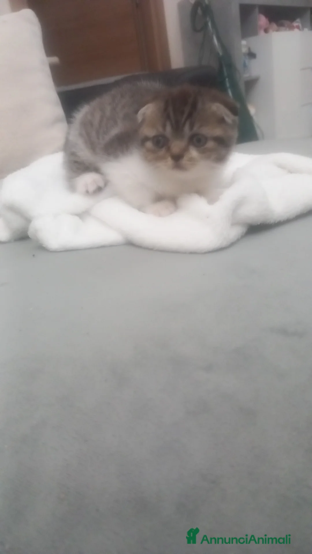 Scottish gatti in vendita: Schottich Fold  - Annuncio 8