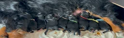 Bovaro del Bernese cani in vendita: Cuccioli di bovari del bernese disponibili  - Annuncio 3