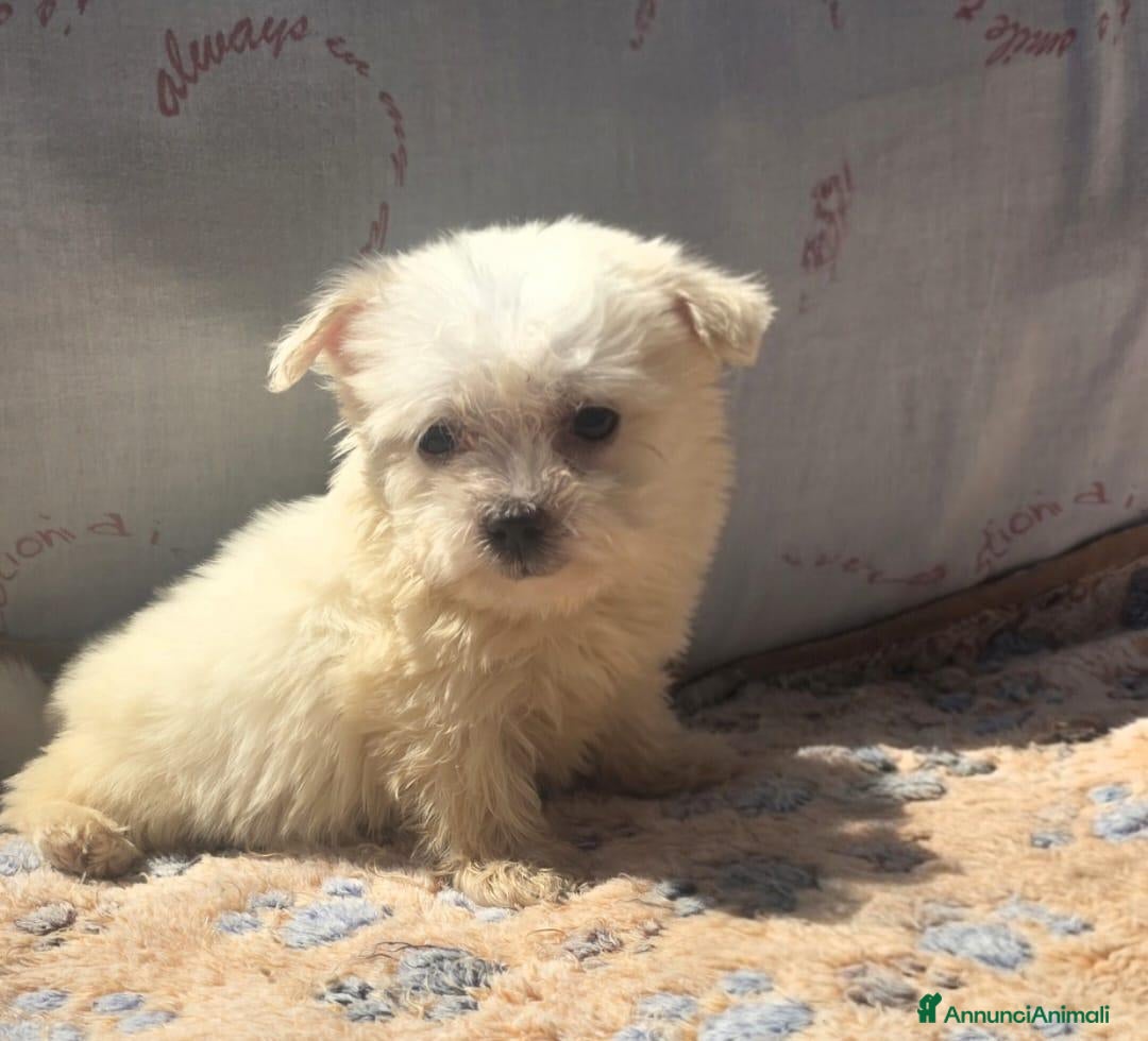 Maltese cani Maltese  - Annuncio 12