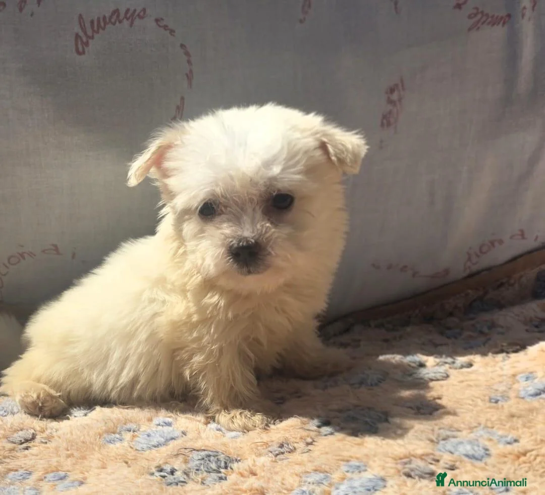 Maltese cani in vendita: Maltese  - Annuncio 1