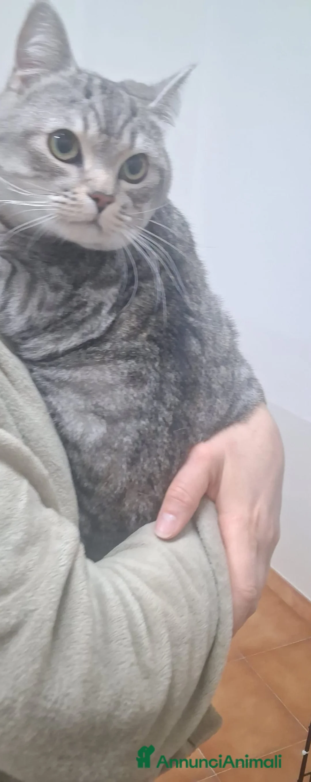 Meticcio gatti in regalo: GATTO ADULTO - Annuncio 8