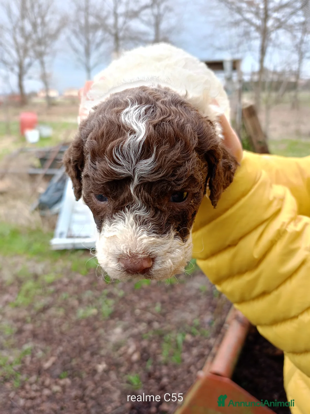 Lagotto cani in vendita: Vendo Lagotto romagnoli - Annuncio 2