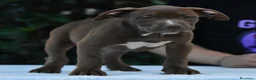 American Bully cani in vendita: American Bully XL. - Annuncio 6