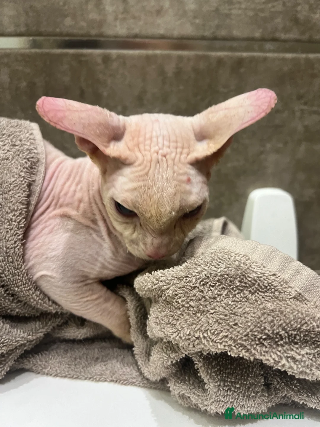 Sphynx gatti per accoppiamento: Milo cerca moglie !  - Annuncio 12