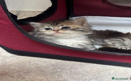 Siberiano gatti in vendita: Cuccioli gatto Siberiano Pedigree - Annuncio 2