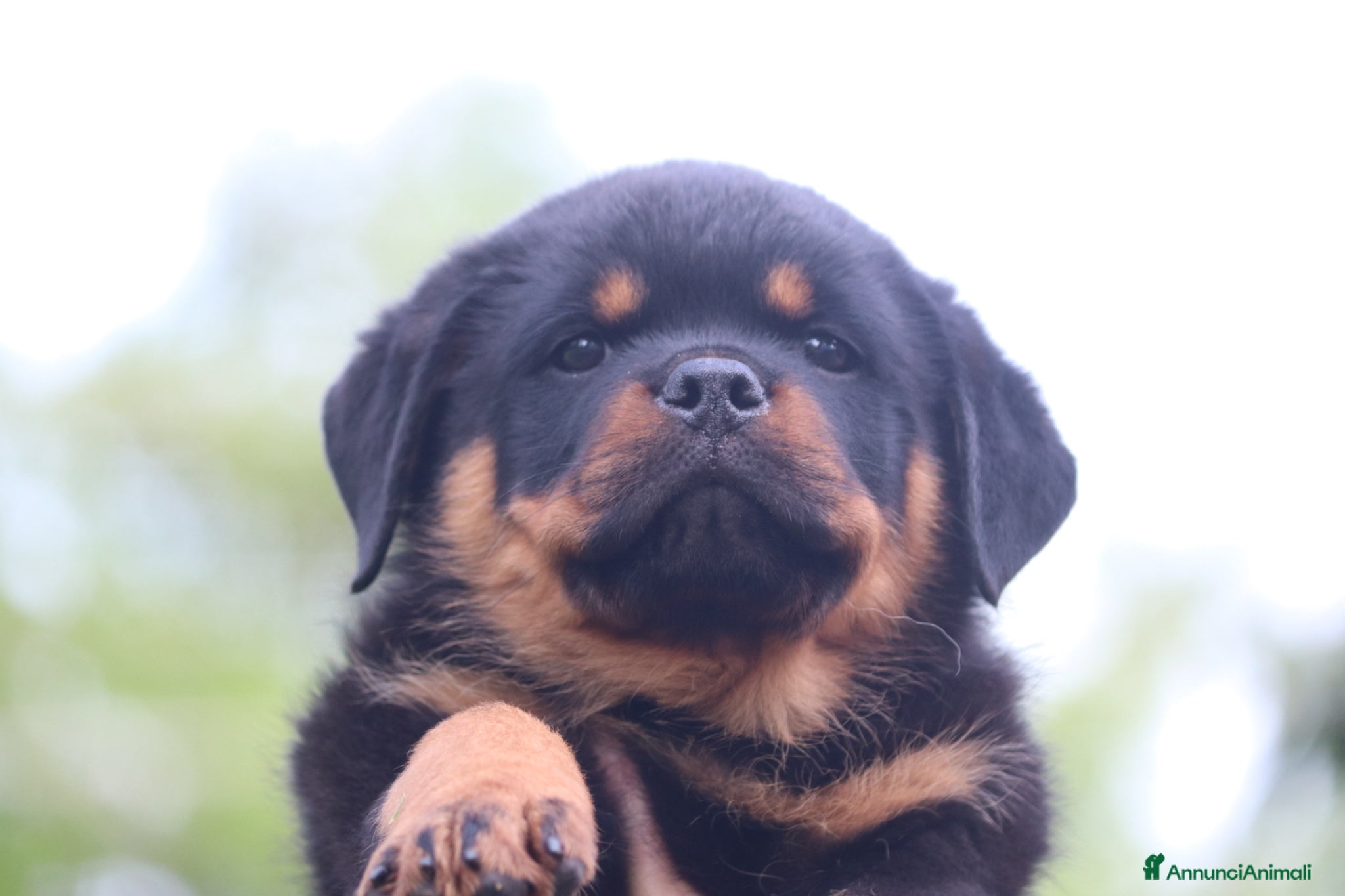 Rottweiler cani Rottweiler cuccioli con pedigree  - Annuncio 13