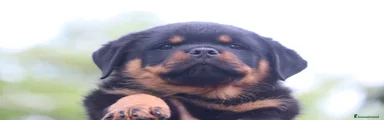 Rottweiler Cucciolo 7