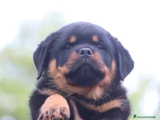 Rottweiler cani Rottweiler cuccioli con pedigree - Annuncio 13