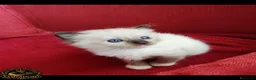 Ragdoll gatti in vendita: Ragdoll cuccioli con pedegree  a Provincia di Cremona - Annuncio 6