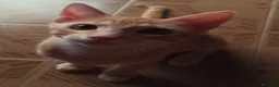 Meticcio gatti in regalo: 3 mesi, abituato in casa, DOLCISSIMO  - Annuncio 1