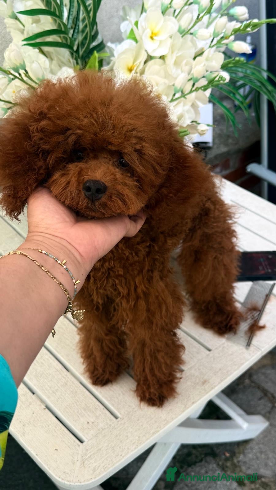 Barboncino cani Barboncino nano red brown - Annuncio 15