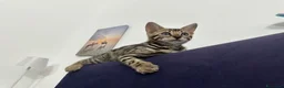 Bengala gatti in vendita: Gattina Bengala senza Pedigree - Annuncio 7